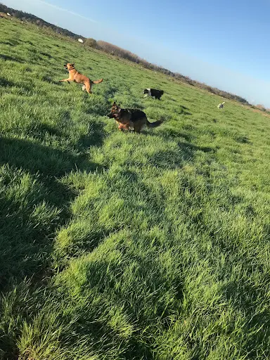Instinct Dog’s Pension Canine Familiale