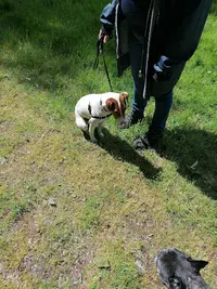 Apprentis Chiens