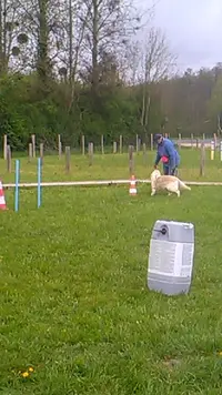 Aux Chiens Heureux