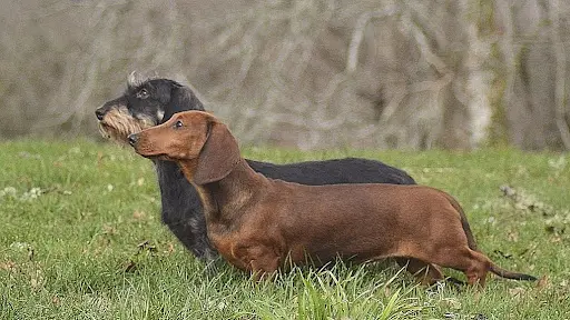 Élevage de Teckels Poils Dur et Ras Lof, Beagles Lof de la Cascade d'Orion