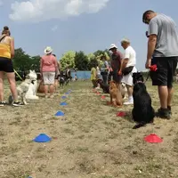 Lovely Dogs Education