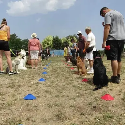 Lovely Dogs Education