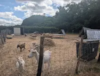 Pam And Co