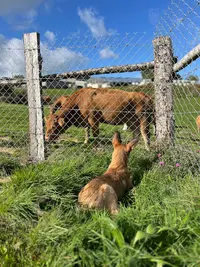 Les 4 Pattes À la Campagne
