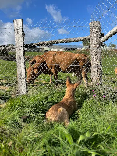 Les 4 Pattes À la Campagne