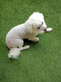Cigal Dog Toilettage Chiens