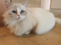 Les Chats Doux du Domaine des Sources