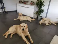 Élevage Golden Retriever des Terres d'Ambur