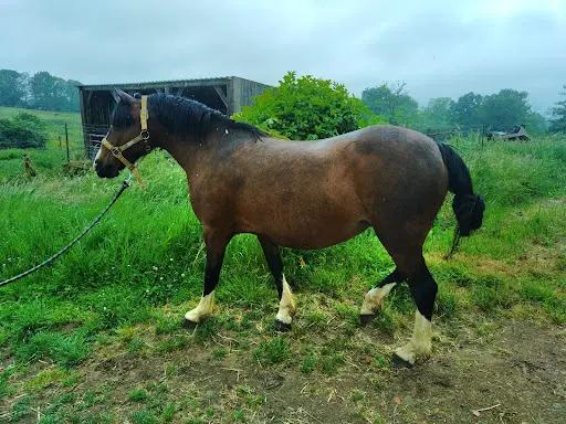Haras du Chatenet