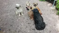 Elevage du Closeau des Trois Frênes