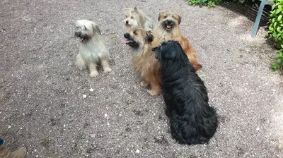 Elevage du Closeau des Trois Frênes