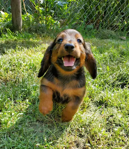 Elevage Canin du Père Noé Bouillère Cazaban