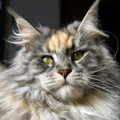 L’arche de Steffi
