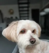Au Chien Beaute