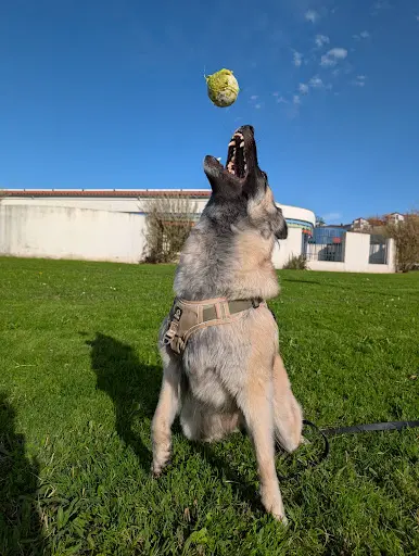 Astraïa Cyno - Éducateur Comportementaliste Canin Saint Jean de Luz