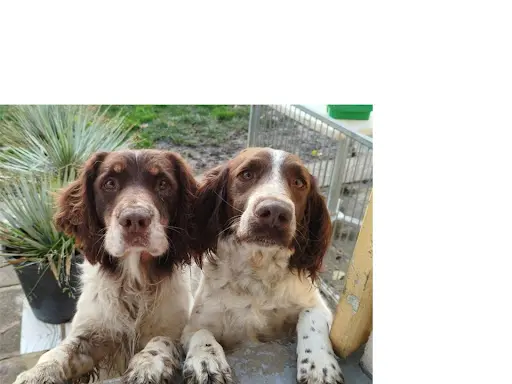 Elevage du Bois de Sederia - Springer Spaniel