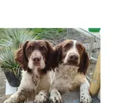 Elevage du Bois de Sederia - Springer Spaniel
