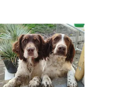 Elevage du Bois de Sederia - Springer Spaniel