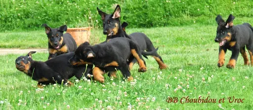 Elevage Beauceron de la Terre Sacree de Marius