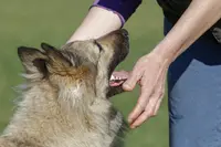 Bien Vivre Avec Son Chien Maurienne, Éducation Chiens et Chiots.