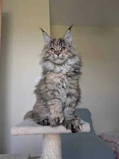 Chatterie Darkstarcat S - Élevage Maine Coon Occitanie