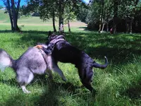 Respect Canin | Educateur Canin Haute Savoie