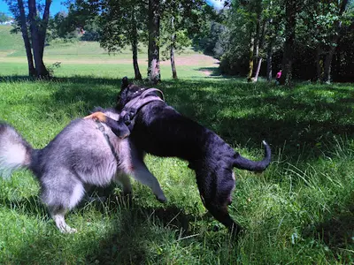 Respect Canin | Educateur Canin Haute Savoie