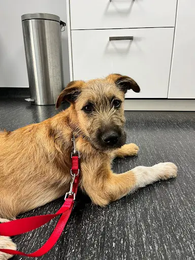 Association les Tata S