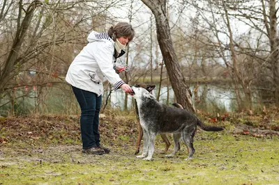 Esprit Canin Toulousain