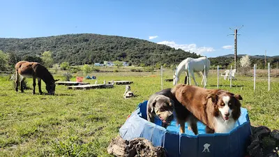 Cyno Complices Education Canine