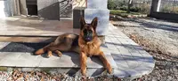 Les Bonnes Many - Éducatrice Comportementaliste Canin