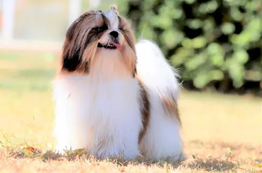 Elevage de la Baronnerie des Cuillerdier. Shih-tzu, Berger Australiens .