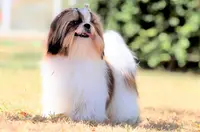 Elevage de la Baronnerie des Cuillerdier. Shih-tzu, Berger Australiens .