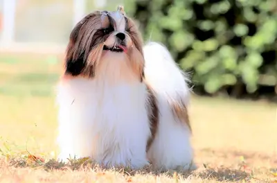Elevage de la Baronnerie des Cuillerdier. Shih-tzu, Berger Australiens .
