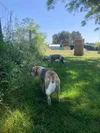 Un Jour, Mon Chien… - Éducatrice Canine et Comportementaliste (45)