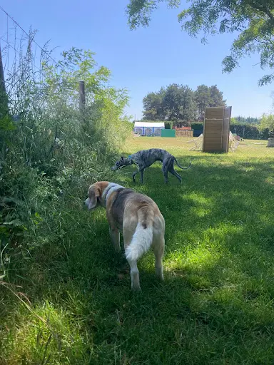 Un Jour, Mon Chien… - Éducatrice Canine et Comportementaliste (45)
