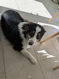 Nature en Pattes - Éducateur & Comportementaliste Canin