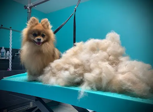 Groom Art Salon de Toilettage