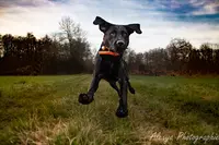 En Vie Canine Comportementaliste Canin Rennes Est