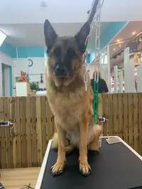 Bulle Canine