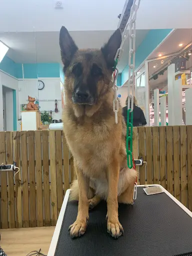 Bulle Canine