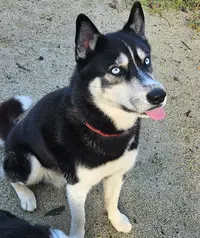 Of Watson Lake - Siberian Husky