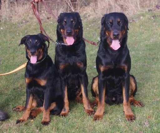 Éleveur Beauceron : Élevage Mac Farlane