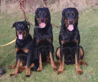 Éleveur Beauceron : Élevage Mac Farlane
