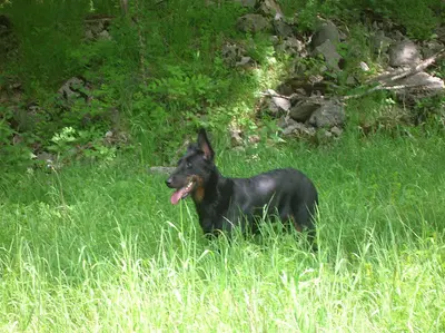 Lamichien, Pension Canine