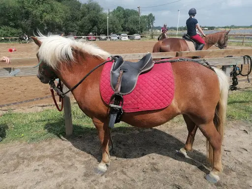 Centre Equestre des Roseaux de Goulaine
