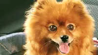 Elevage Canin de la Marquetterie