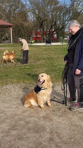 Comme Ton Ombre Éducation Canine, Rééducation Comportementale