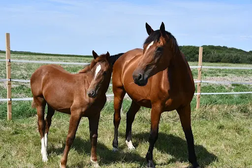 Horse Fit Center