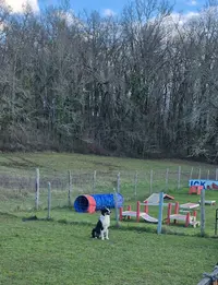Club Canin "cecare"